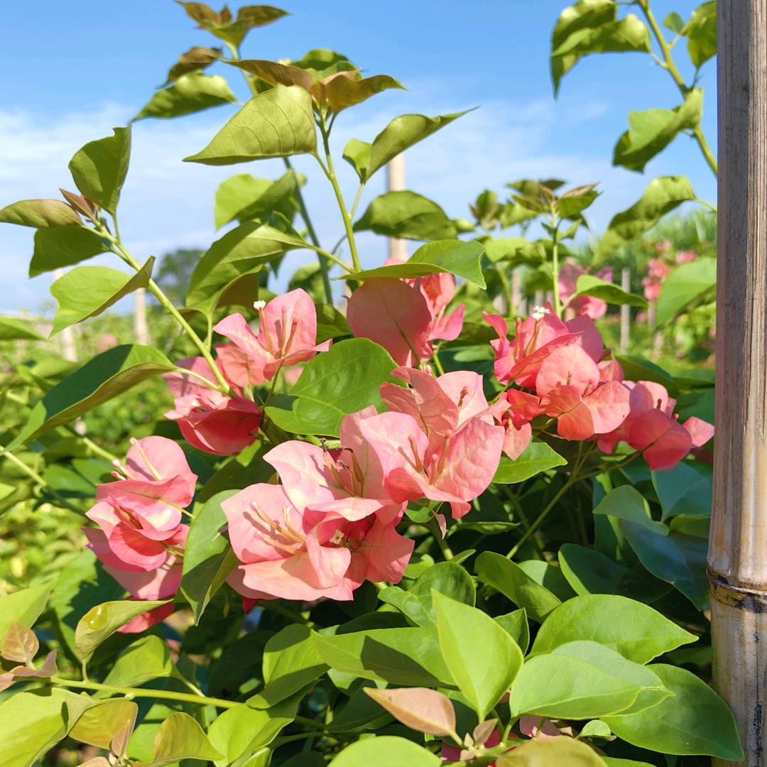 花财三角梅基地