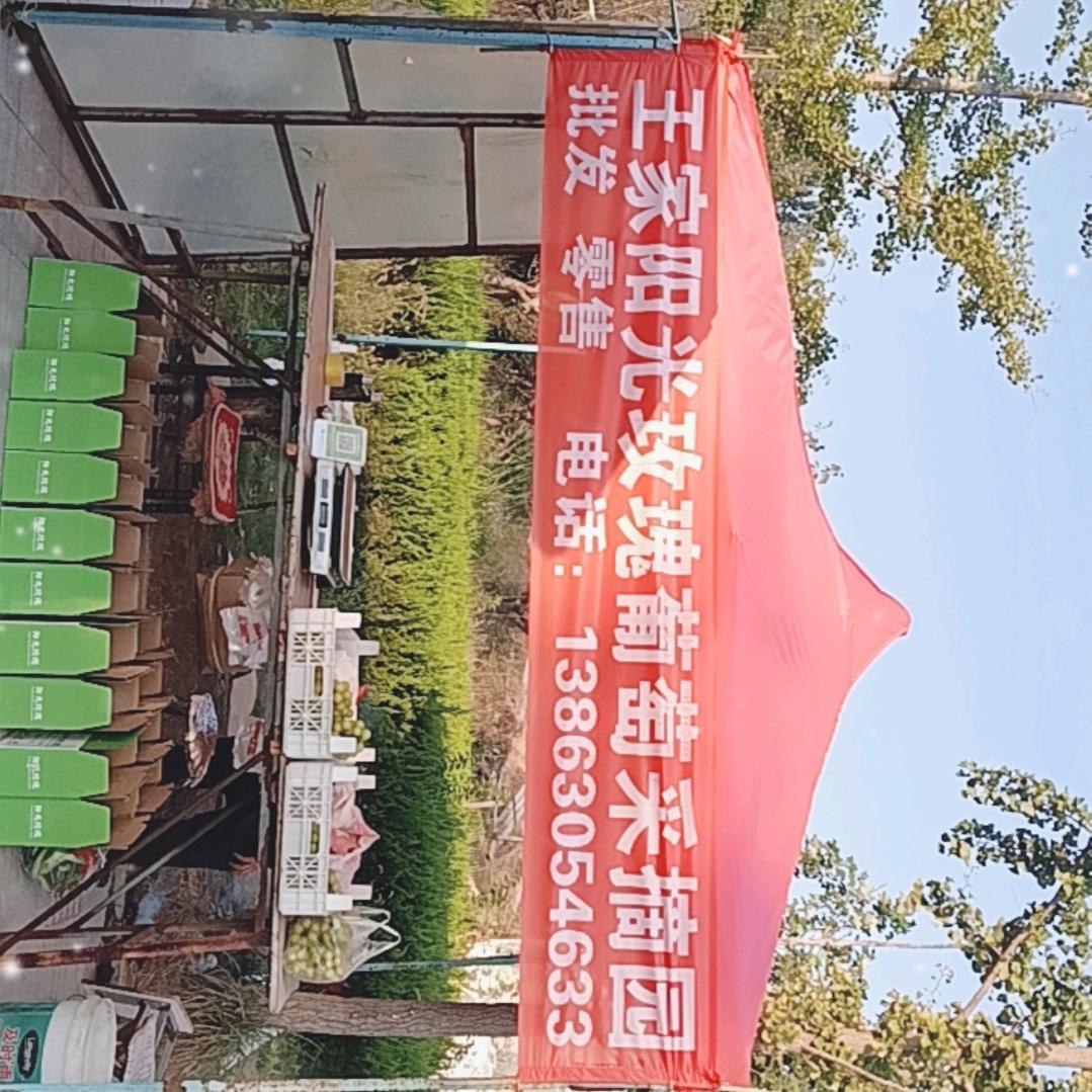 王家阳光玫瑰葡萄採摘园
