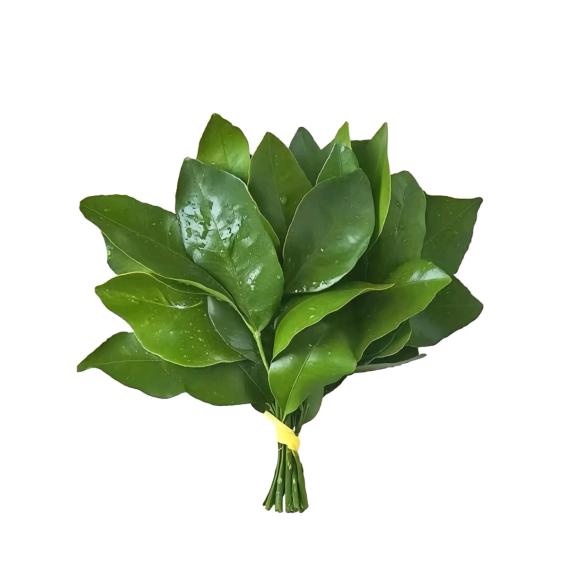 香菜吞金兽