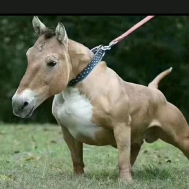 玩马犬的哥们