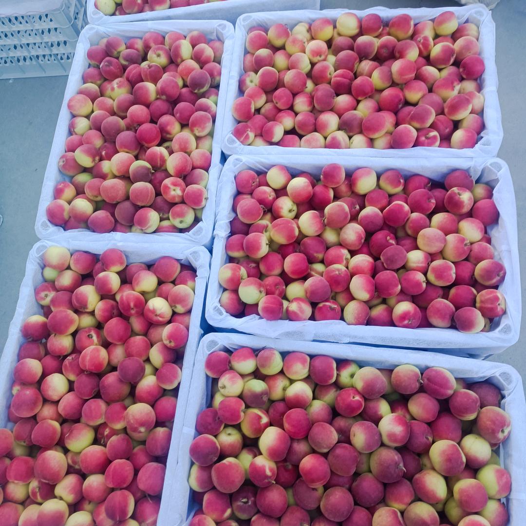 各种水果收购批发