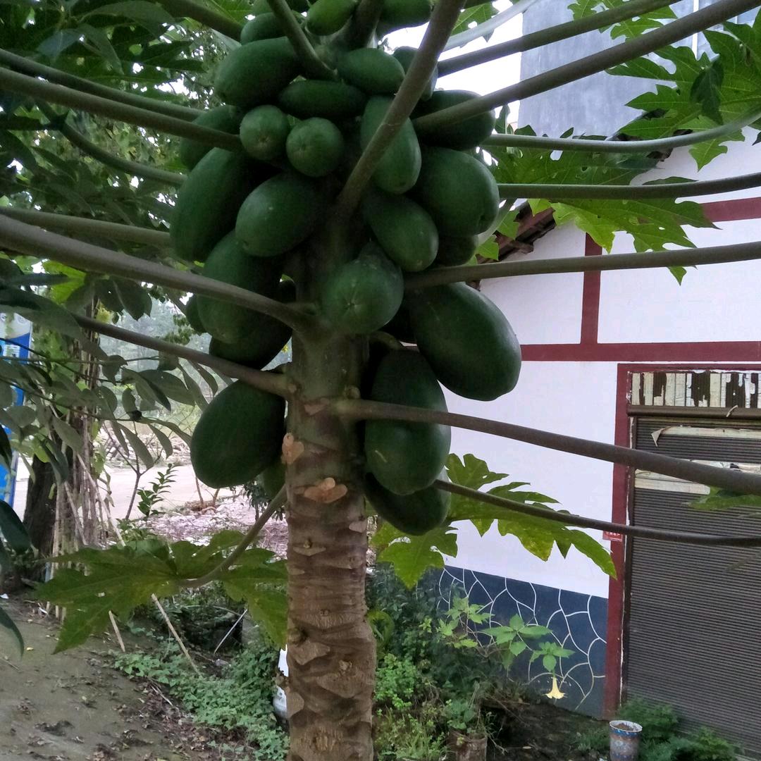 琼。