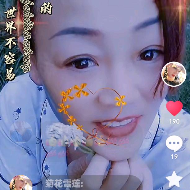 菊花雪莲