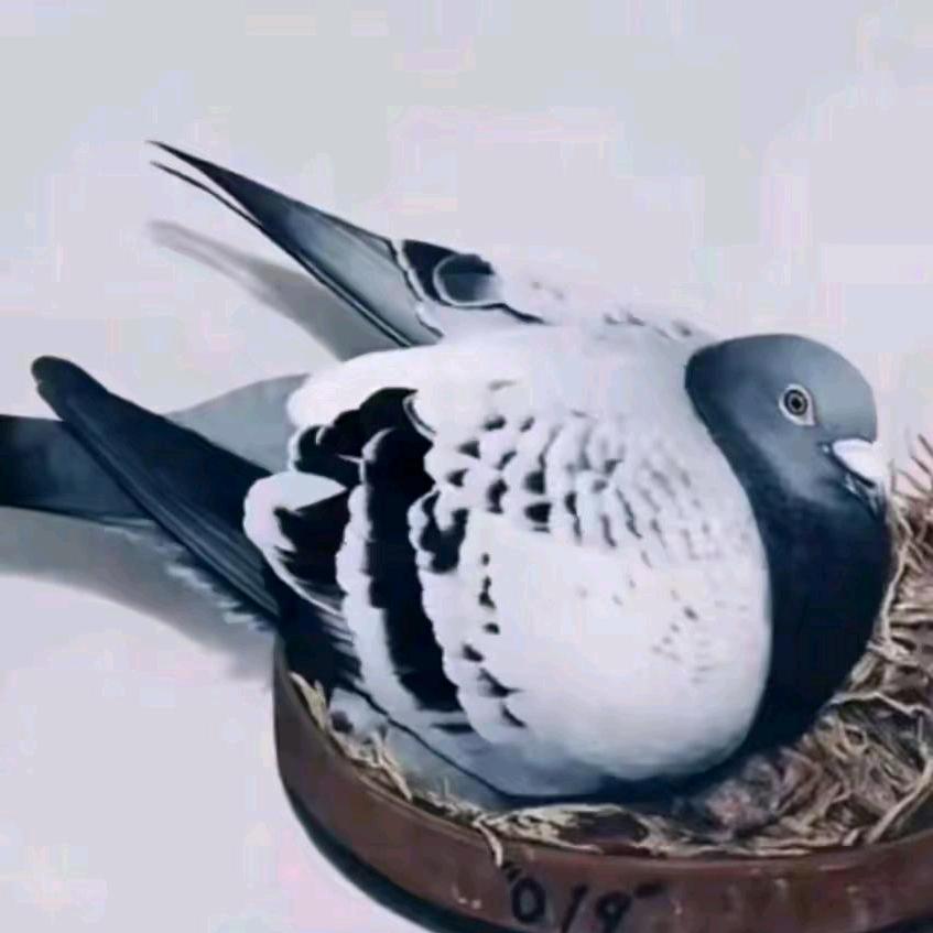 爱鸽