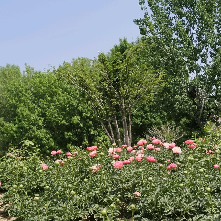 花开富贵🌹