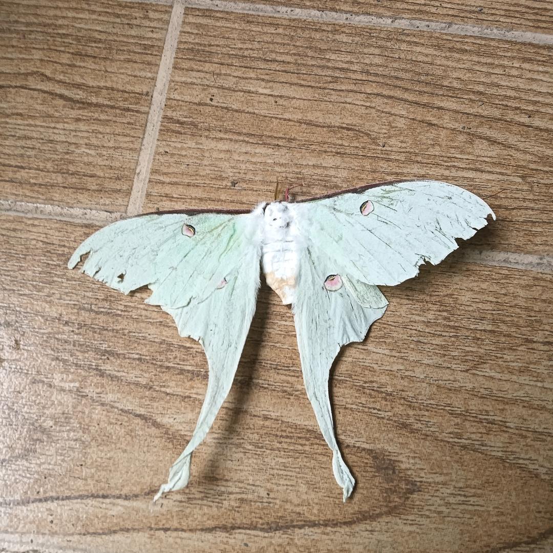 ງ໐໐໓ ຖiງht🌛