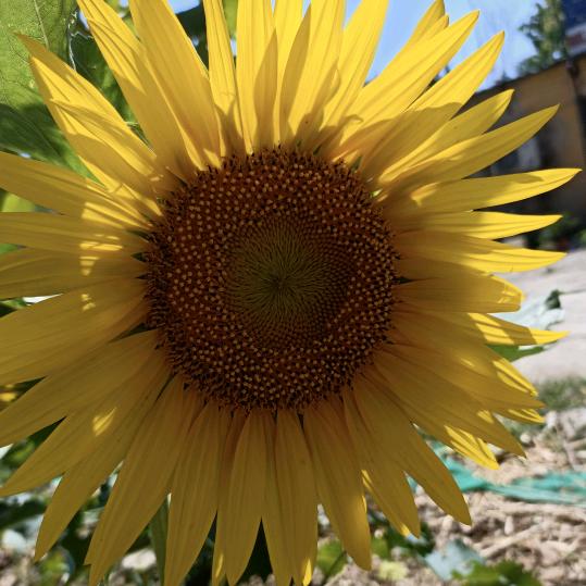 草丛中的一朵花🦁