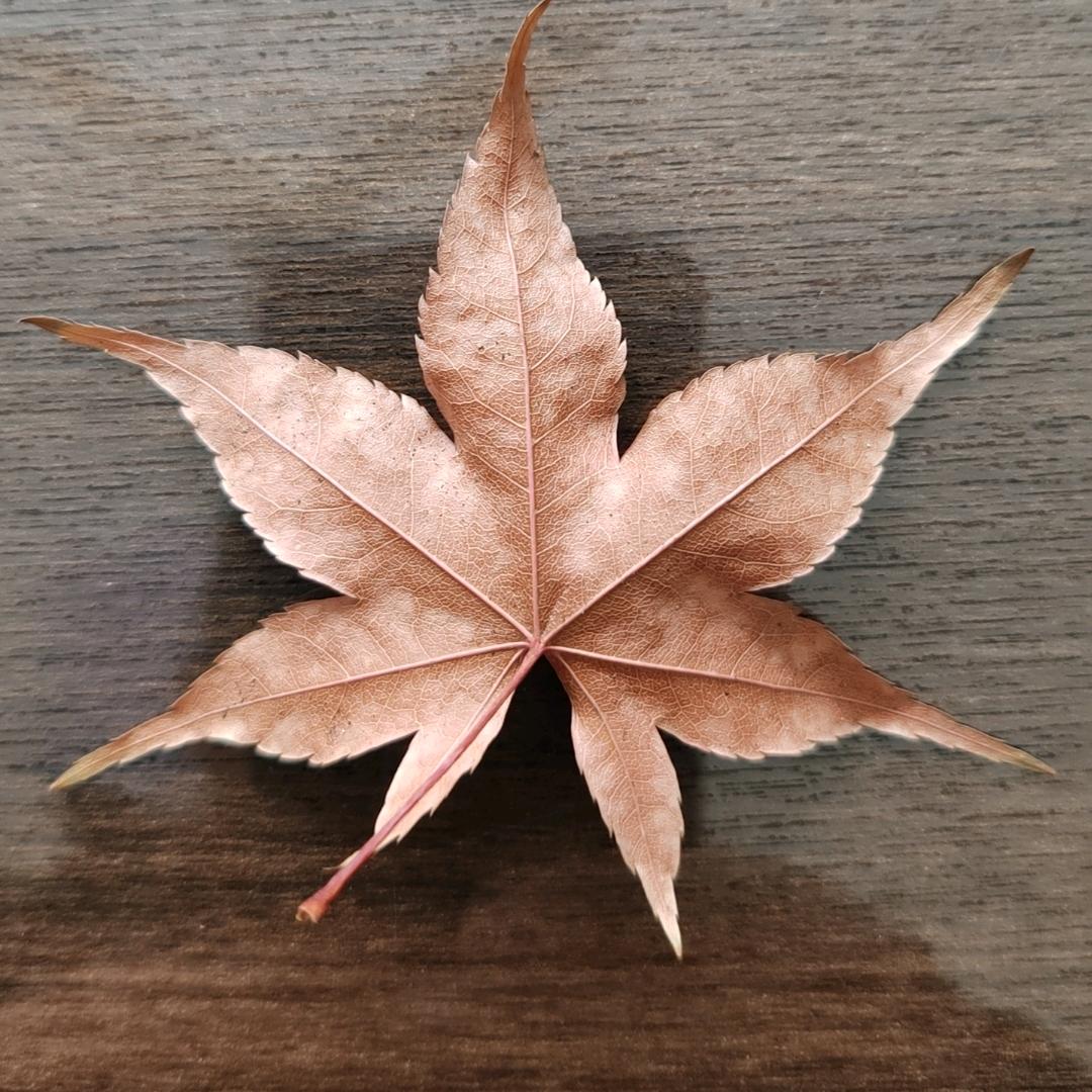 非凡