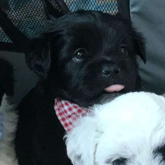 哈利波特的扫把