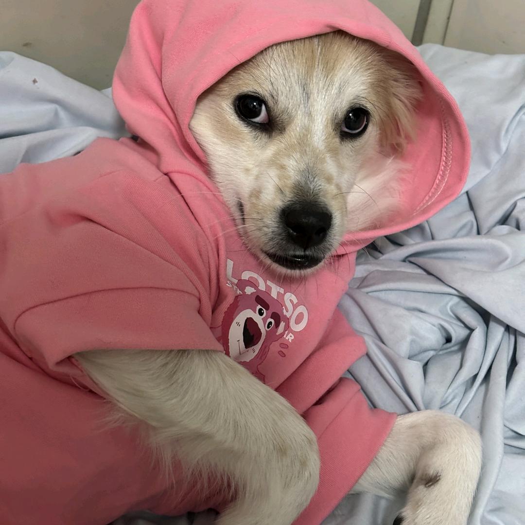 迪士尼在逃门卫大爷