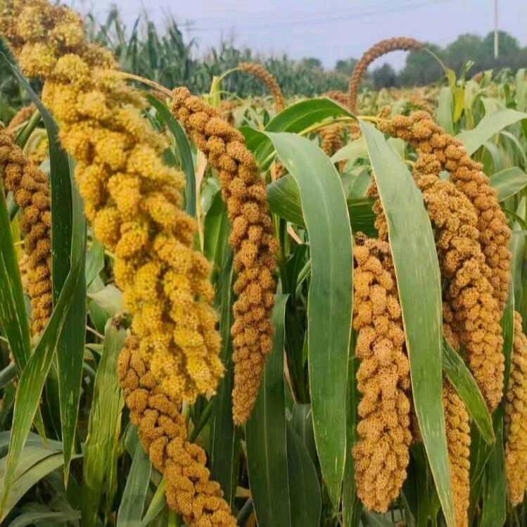 内蒙古赤峰金苗K1 黄小米11