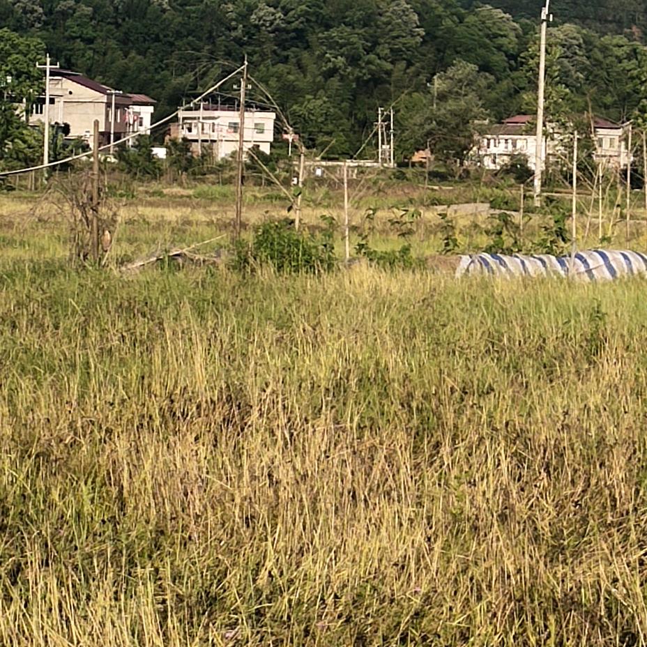 若缘