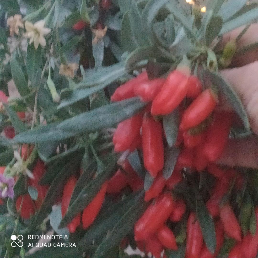 黑姐