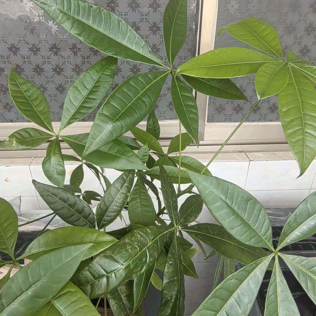 百草地
