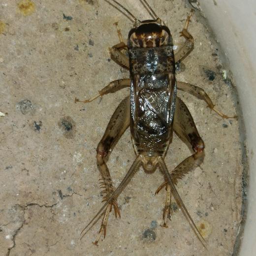 蟋蟀爱好者老王