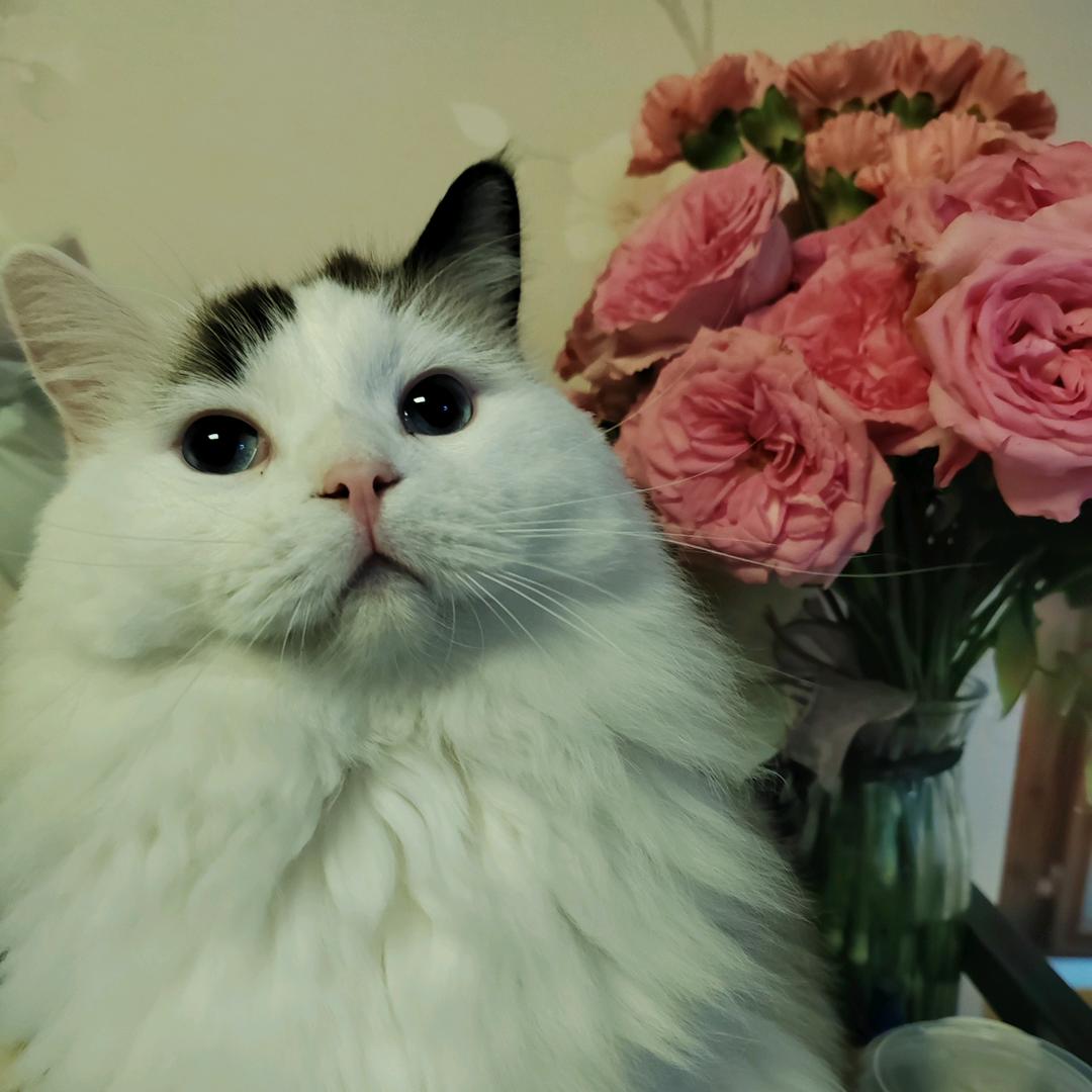 果冻布丁喵大人