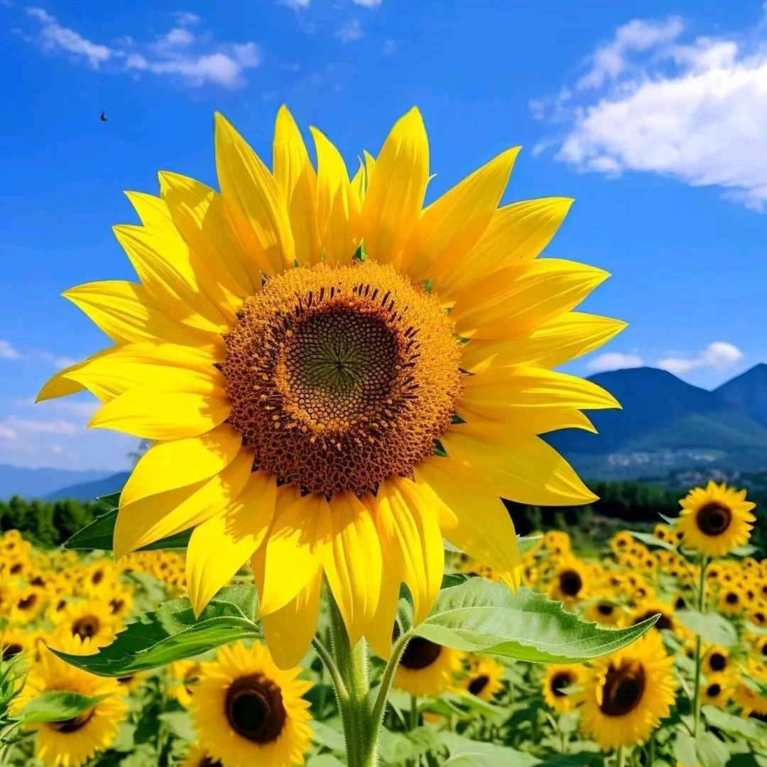 🌻向日葵头像