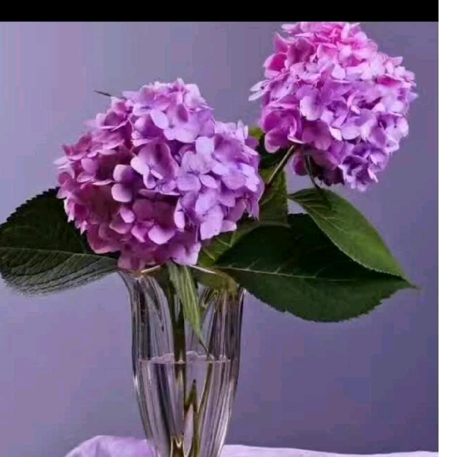 ✨春暖花开