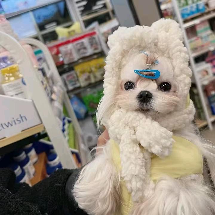 ☁️周周的剪毛日记🐩✂️