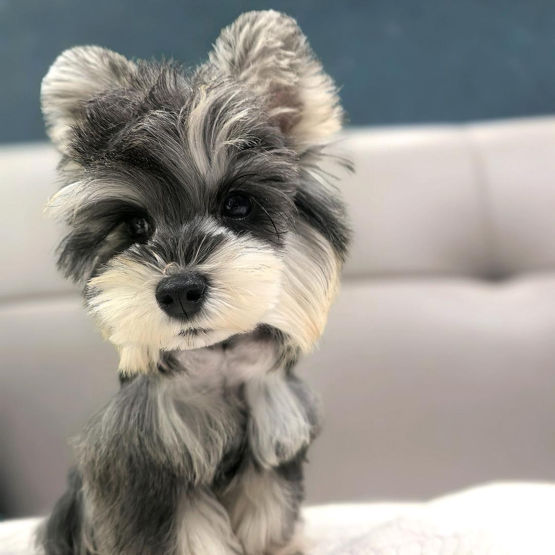 牛牛家滴毛孩子