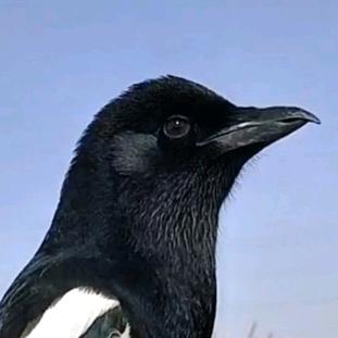 全能小无敌