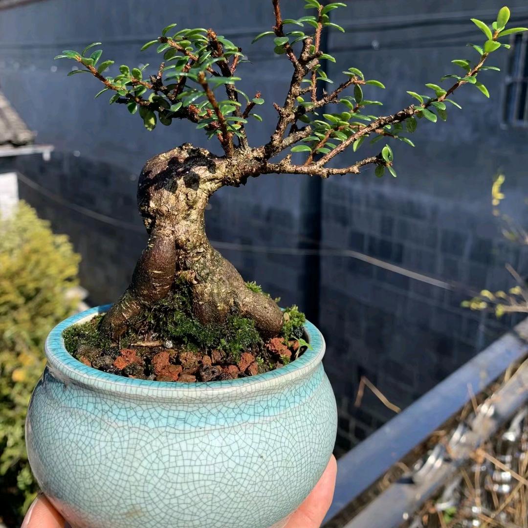植觉花园盆景