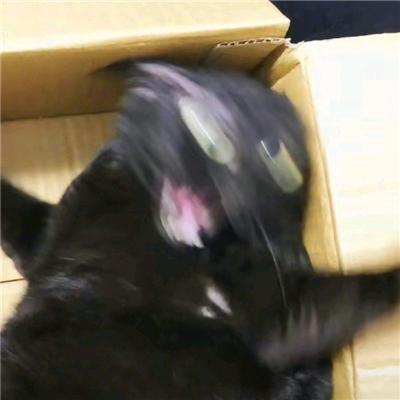 橘