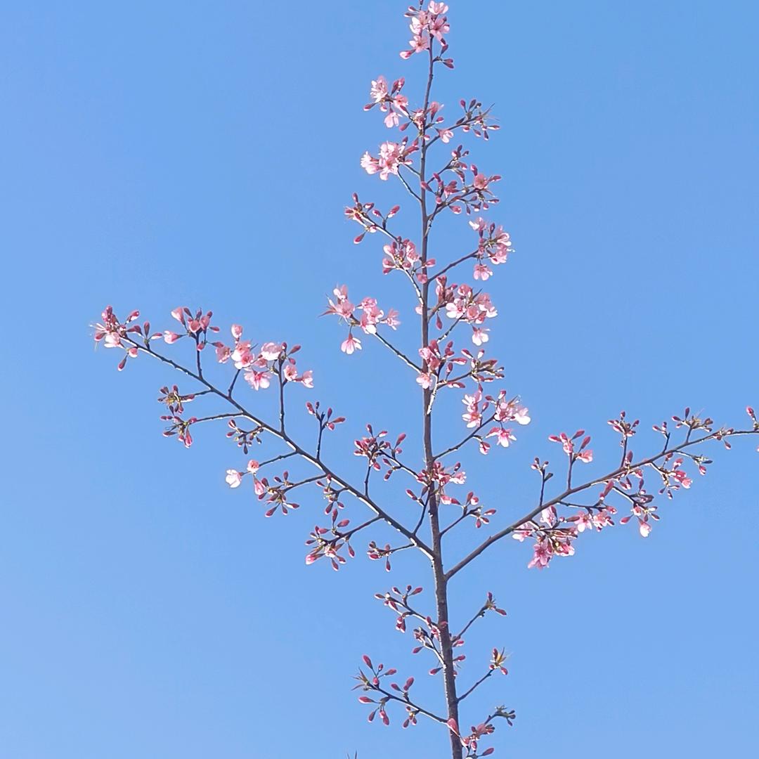 云淡风轻