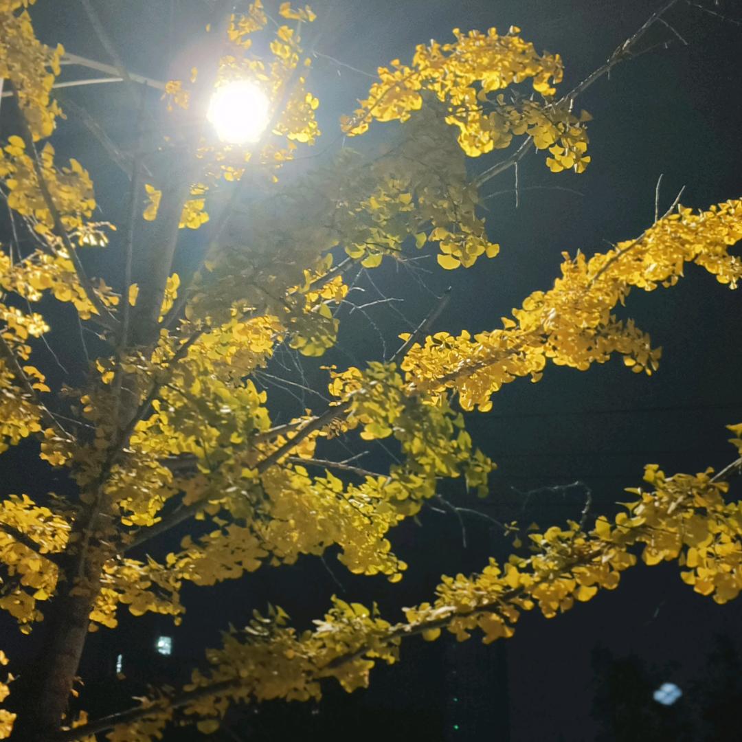 中天智才-平平