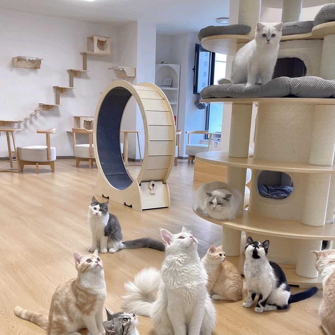 哆咪·撸猫馆官方号