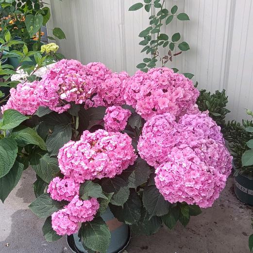 纹茂