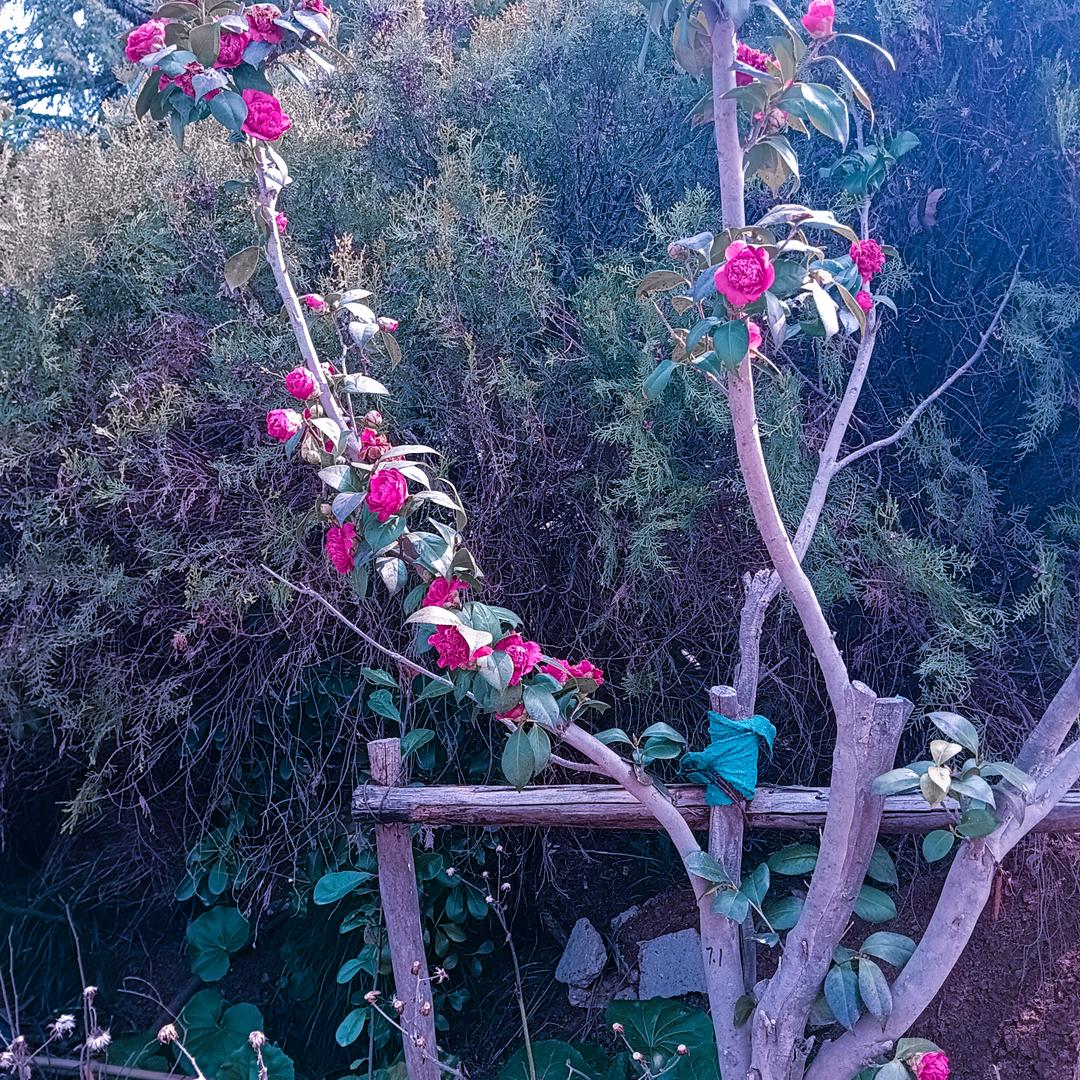 豆浆油条