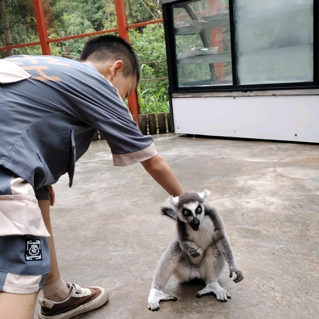 猪八戒