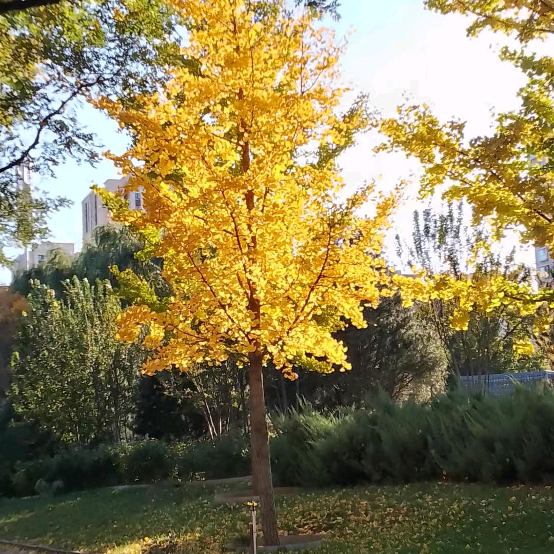 江月梅疏稀松影