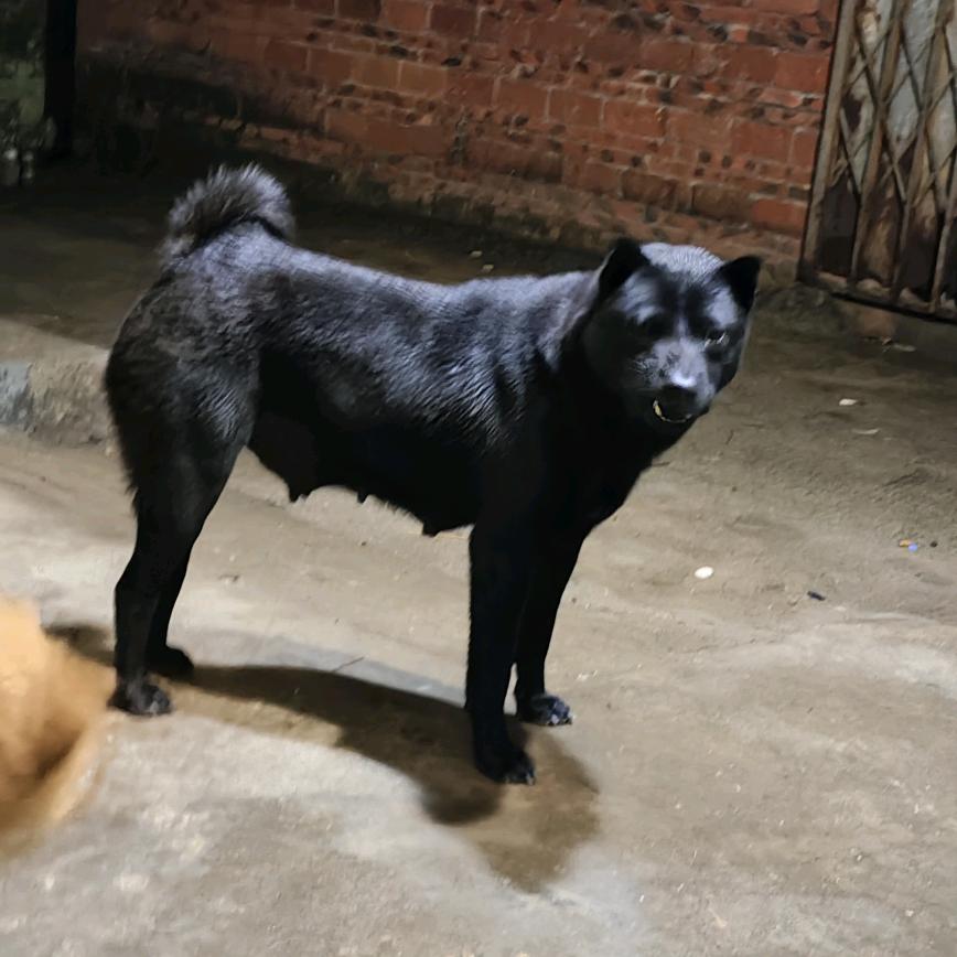 国产名犬