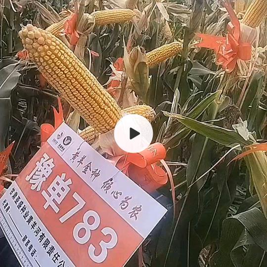 陈多米，陈小雨的奶奶