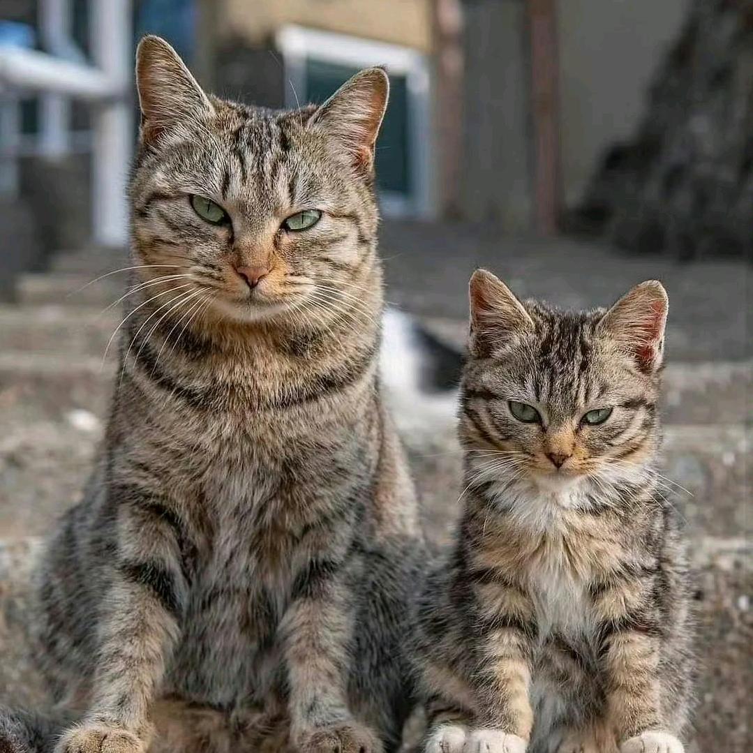 喵眼看看