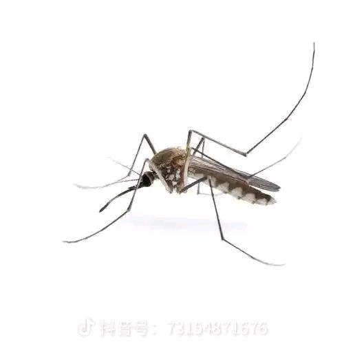 坦克世界质疑鼠