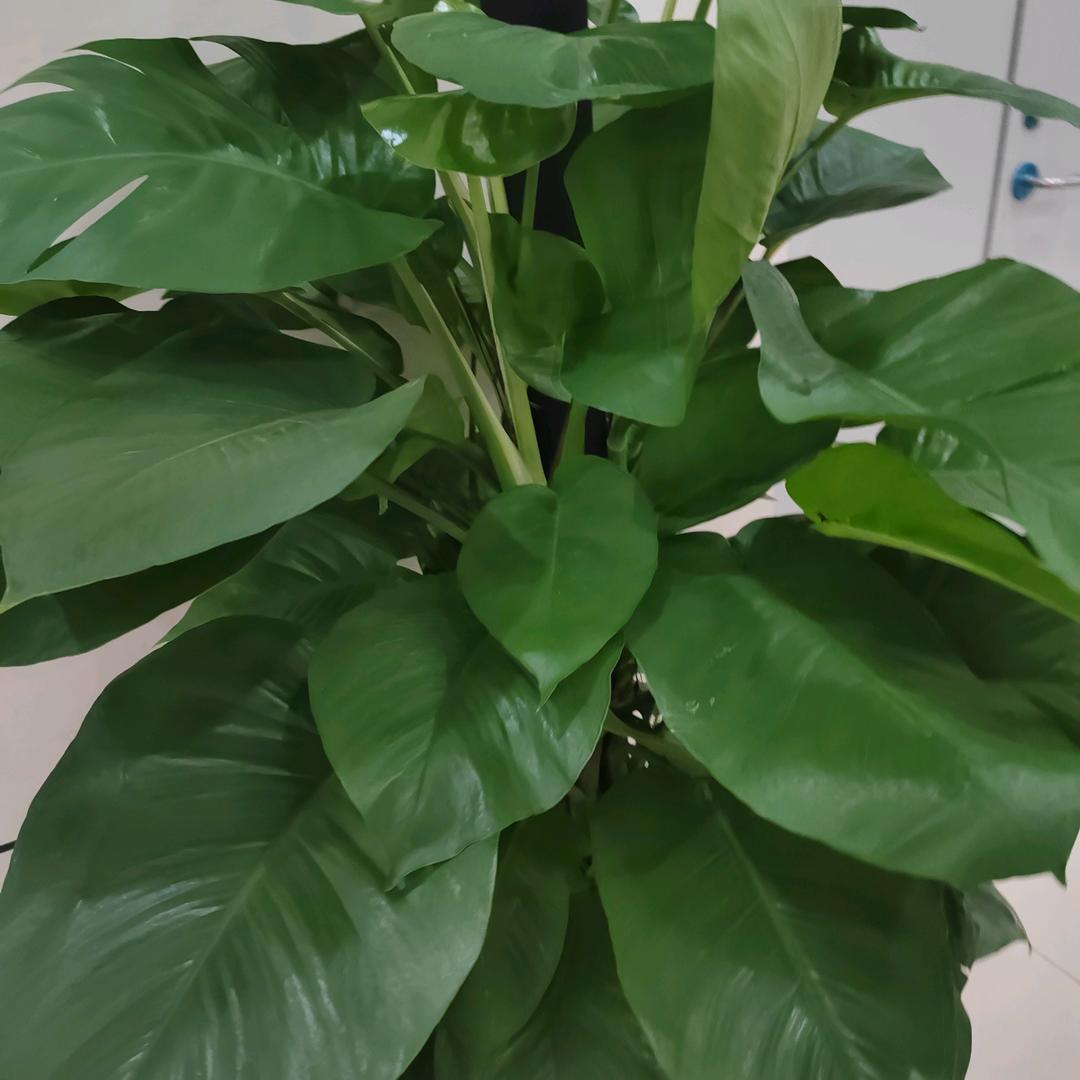 只要给他一辈子幸福