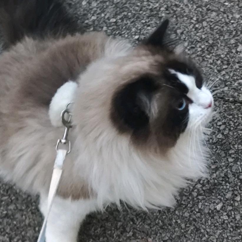 西红柿炒番茄🍅