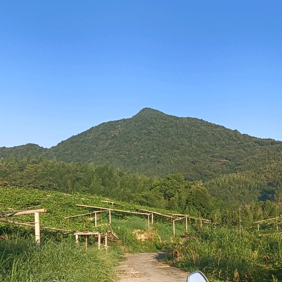 辉仔（闽侯良辉果园）