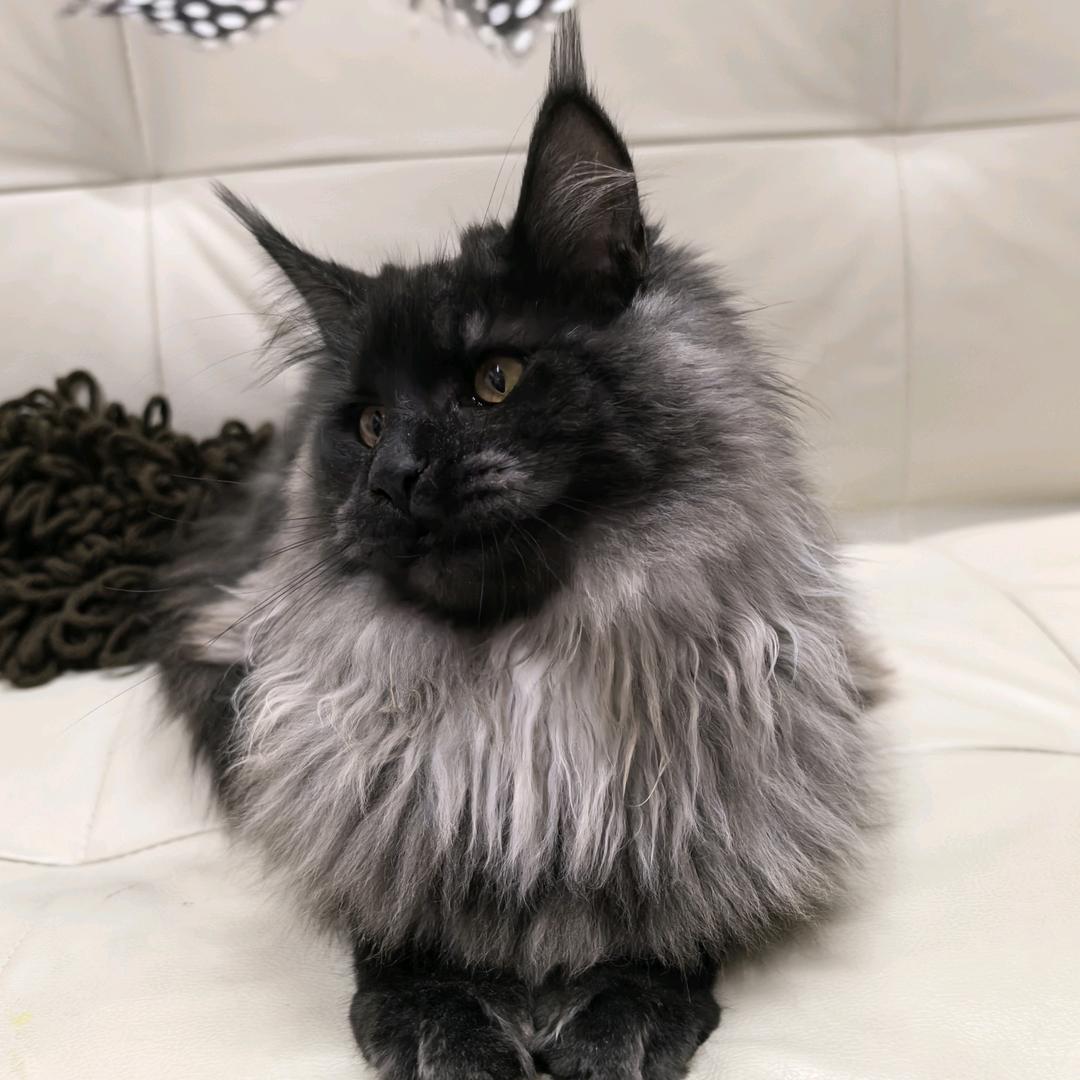 妮妮是只猫