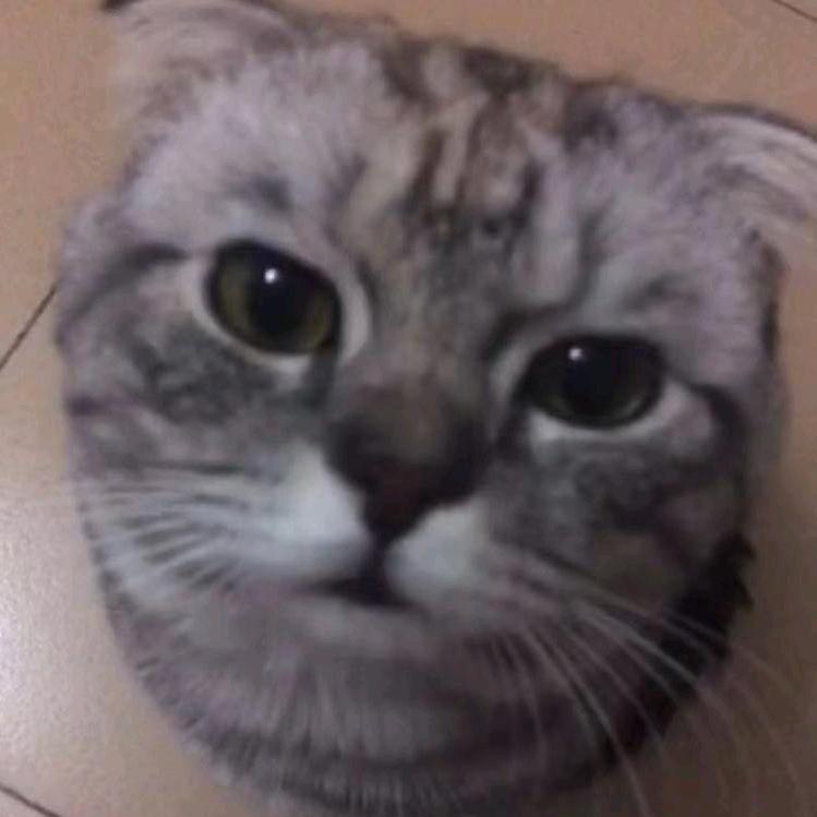 @旺宝🐱