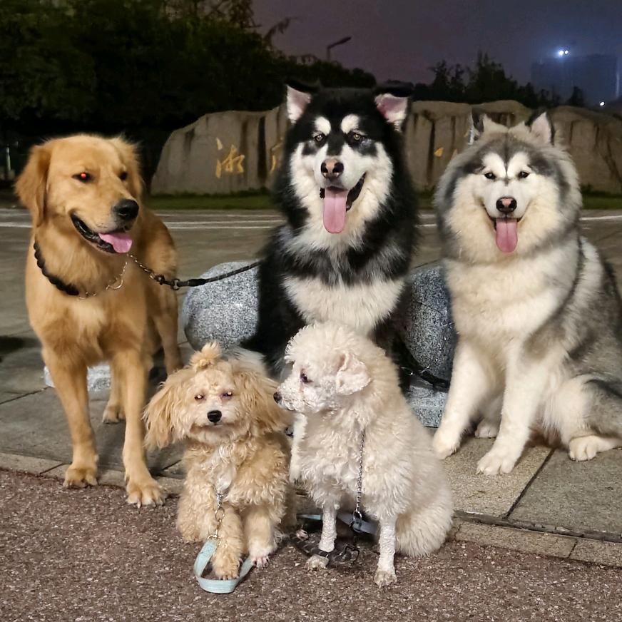 龘骉羴犇家呆萌天团