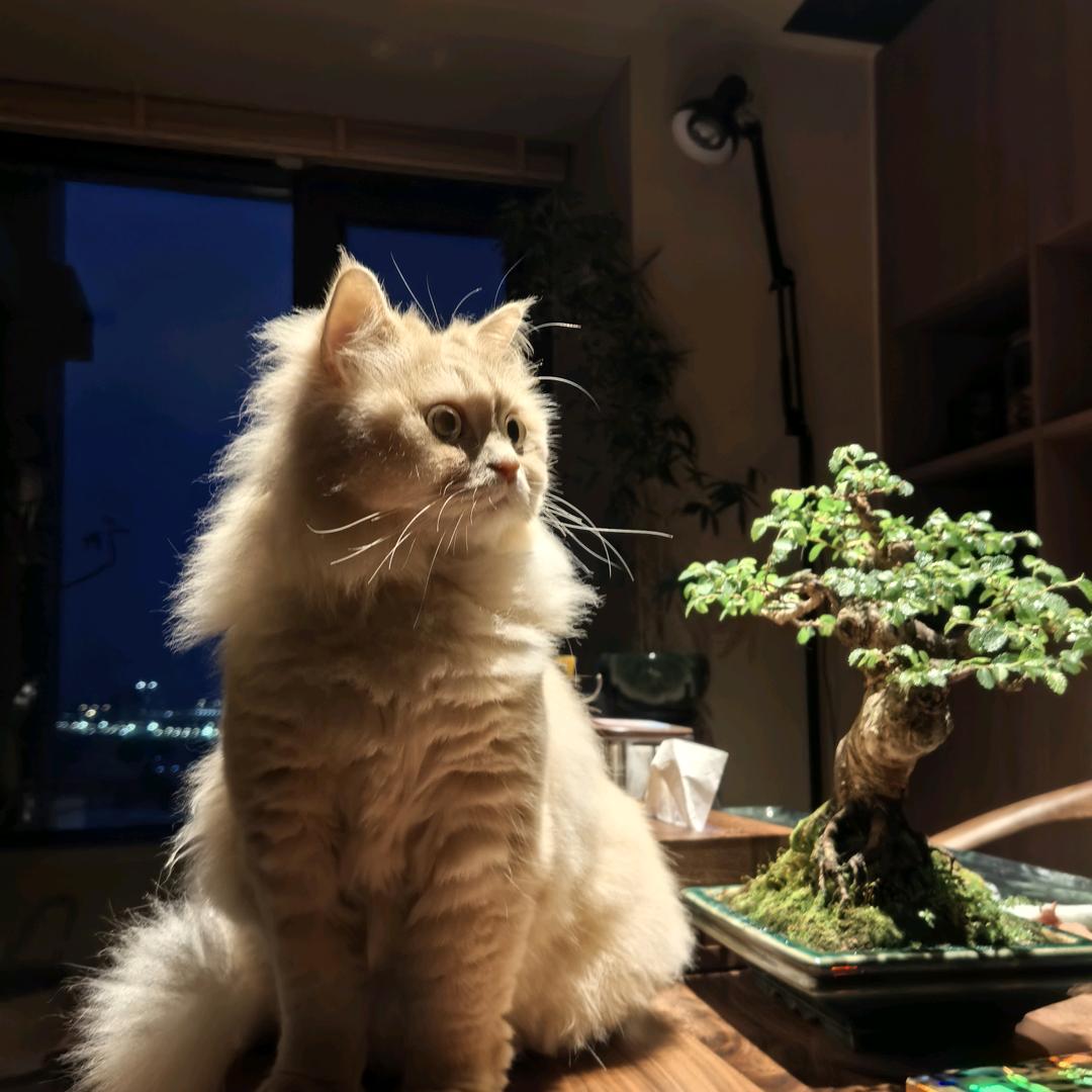 彤彤是只猫头像