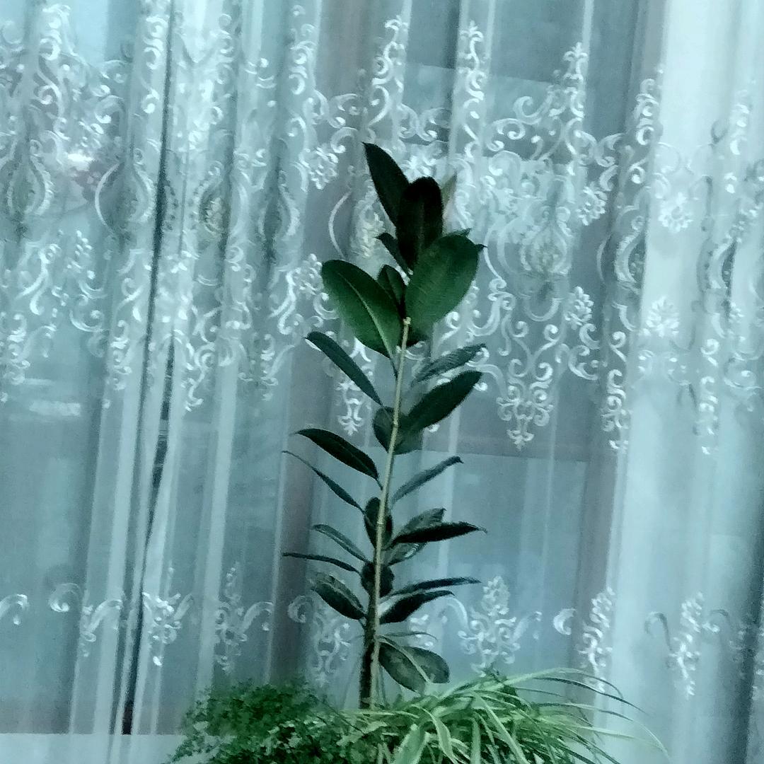 🌹硕果累累🌹