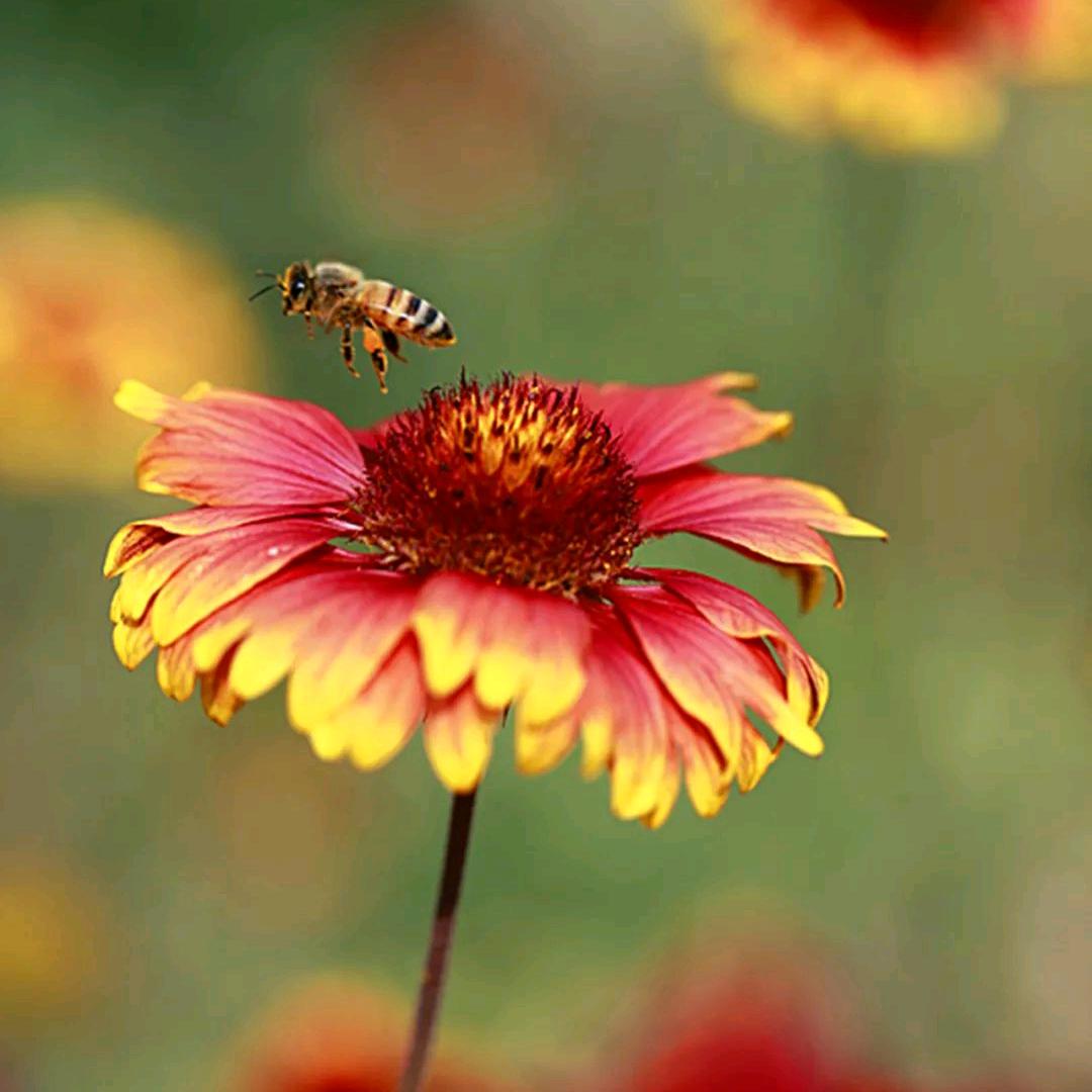 青云扶摇直上九万里