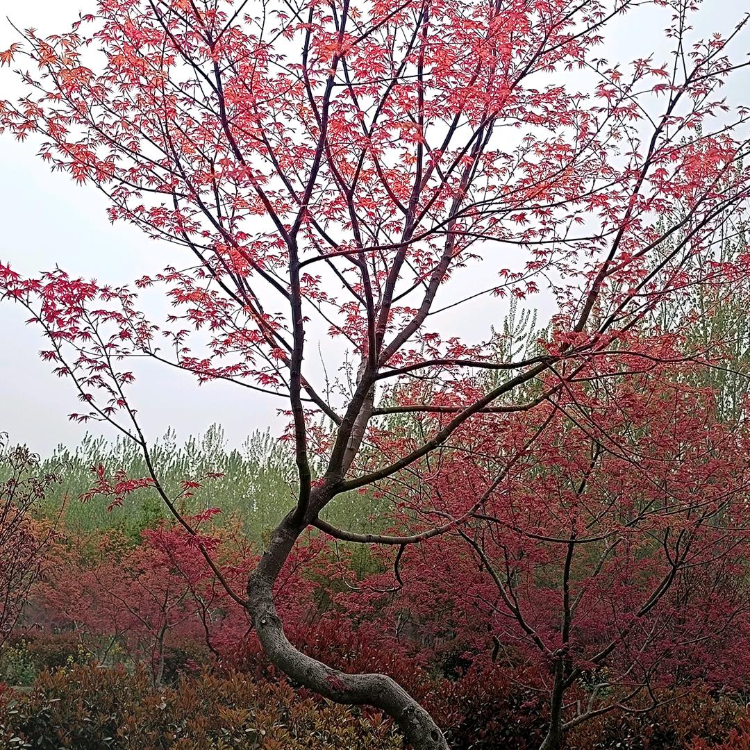 映彤花卉园艺坊