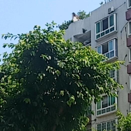 初心头像