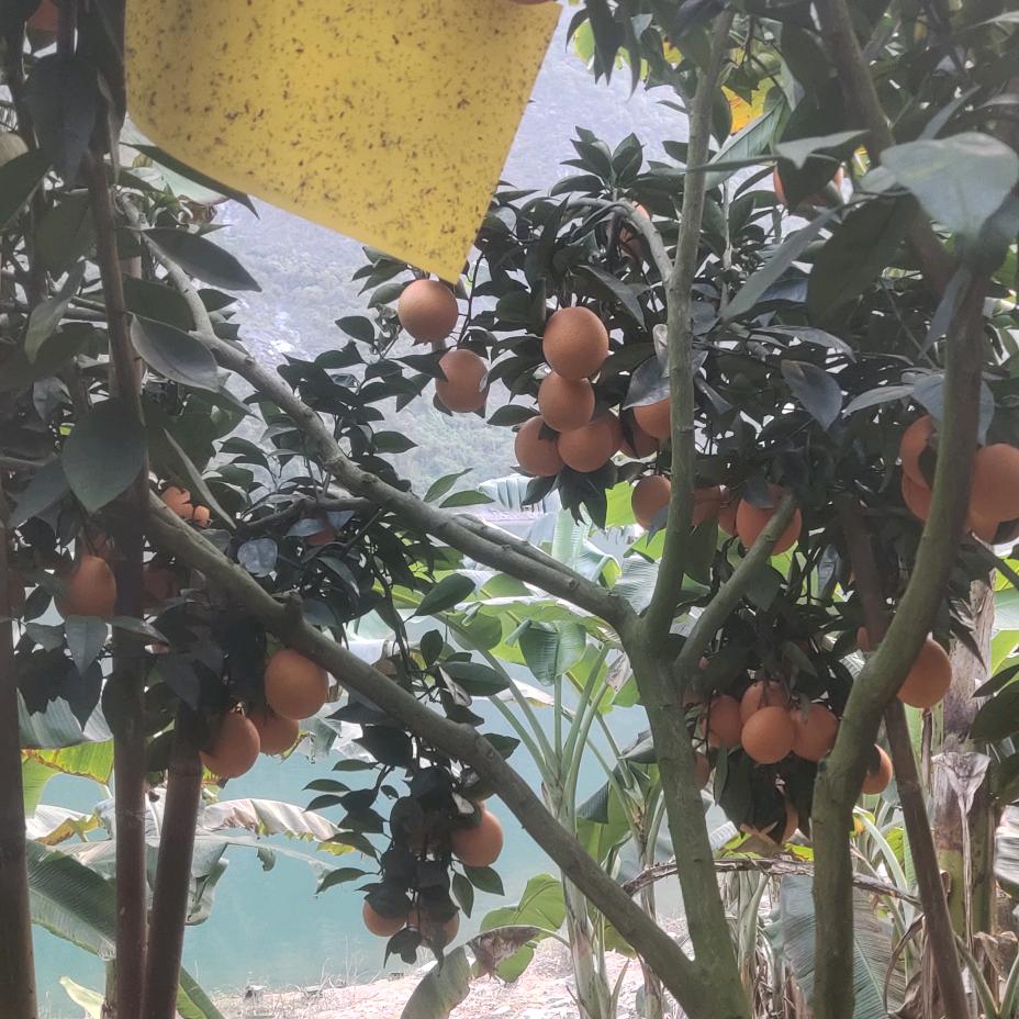 脐橙种植户